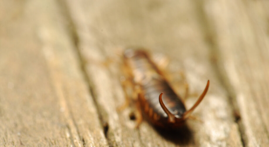 Skorek w domu – zwalczanie. Jak pozbyć się owada?